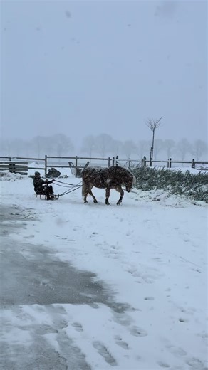 ☃️🌨️ Snowy sleigh ride with our 23y Haflinger pony! ❄️🙏🏼 #sleighride #snowhorse #equestrianwinter #onceinalifetimehorse