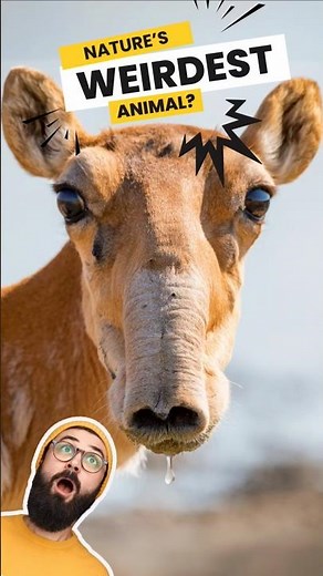 Saiga Antelope: Why The Weird Nose? 🦌👃🏼 #animals #wildlife #nature