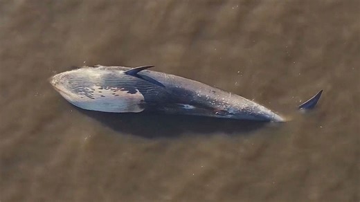 Une baleine morte s'est mystérieusement échouée sur une plage en Argentine