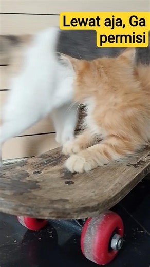 kitten is staring confusedly at a cat #anakucing #cat #kitten #meong #meow #mpuss #kucinglucu #hewan