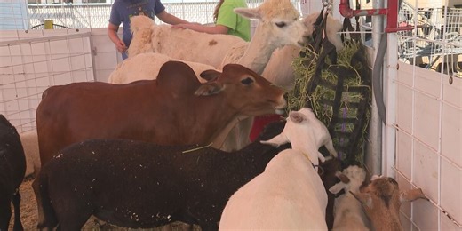 Petting farm brings smiles to the faces of visitors