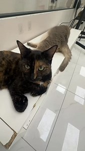 62 reactions | When the staff and the fur babies at Wonder Pet Cafe all get bored…… #wonderpetcafe #adoptdontshop #catcafetoronto #catcafe | Wonder Pets Café | Facebook