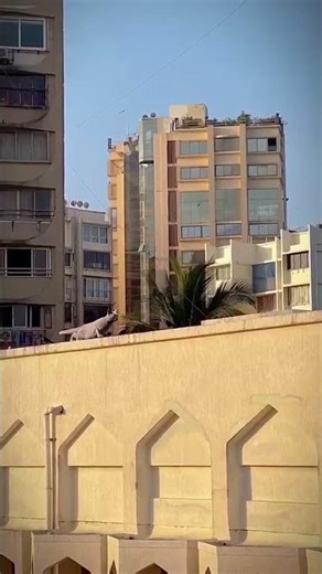 Cat doing push-ups #shorts #cat #fitness