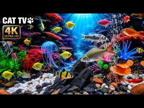 Relaxing Aquarium Water Sounds 🐟 The Perfect Fish Tank for Cats | No Music | 8 Hours 4K