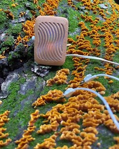 29 reactions · 14 shares | Listen to mushroom music  | PlantWave | Facebook