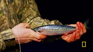 150K views · 2.4K reactions | Captain Jimmie Horning of the Hog Wild shows how to rig a Boston Mackerel for night bait. A new episode of #WickedTuna: Outer Banks airs Sunday night at 9/8c on National Geographic. | Wicked Tuna | Facebook