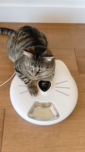 1.3M views · 9.9K reactions | Trying out automatic feeding trays! ♥️ I’ll always prioritize hand feeding the boys, but I wanted to try these out for those super early morning wake-up calls ⏰ (Felix wakes me up around 4am for first breakfast, and Dex not long after ) and they’ve been a total game changer!  | dexterboycat | Facebook