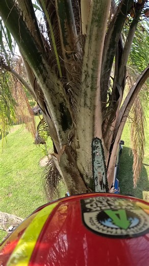 Gusmel Franco | Tree service in Miami on Instagram: "Franco Brothers LLC 🌳💪Tree Service • Junk Removal • Lawn Care • Fencing • Concrete • stump removal. 7862816468 ☎️ #treeservice #stumpgrinding #junkremoval"