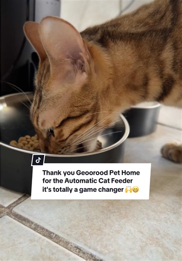 Revolutionary Automatic Cat Feeder Review