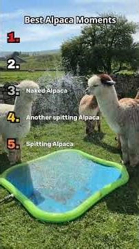 These are the funniest Alpaca Moments#foryou #funny #ranking #moments #alpaca #alpacas #funnyanimals