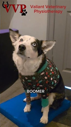 Beautiful #BorderCollie Boomer is back at #physiotherapy after having her 2nd total hip replacement