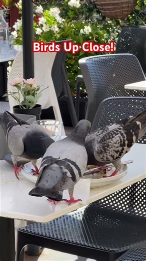 Beautiful Birds Enjoying a Meal | ASMR Nature Moments