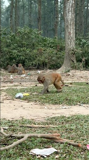 What’s the monkey thinking? 😁 | Funny Animal Short