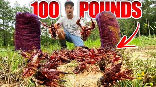 Stocking backyard pond with 100 lb crawfish successfully