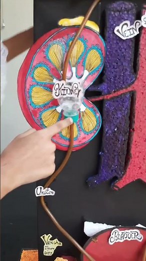 Urinary System || Working model