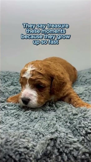 Treasure these moments with your cavapoo being young