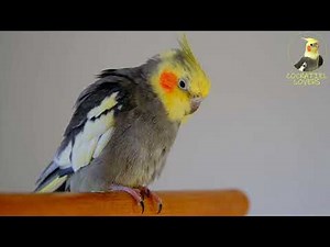 Female Cockatiel Sounds