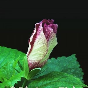 1.6K views · 31 reactions | Shoeblackplant(Hibiscus rosa-sinensis) is...