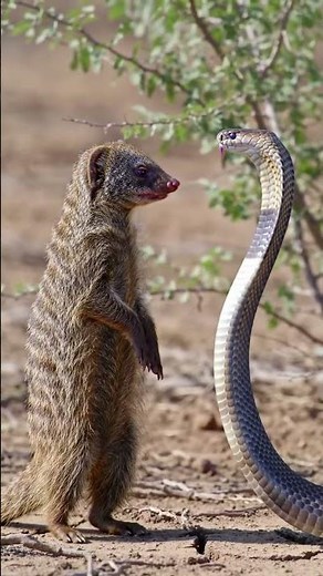 "Mongoose vs Cobra! | Epic Fight for Survival" #animal #wildlifeentertainment #snake