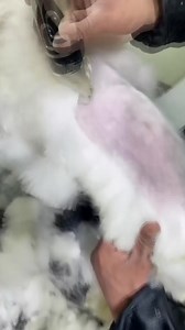 15 reactions |  Tundeți-vă câinele fără teamă! 狼 Aparat de tuns silențios https://top.vigoexpress.ro/gulamachine/t1/v1/lp1?psh=12i99&pco=9i99&sp=7772i997  Aparatul de tuns funcționează silențios - animul nu se sperie ✅ tăiați părul pisicilor, câinilor, iepurilor sau cailor | Vigoexpress | Facebook