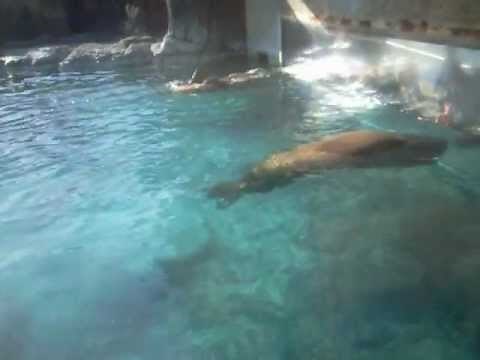 Walrus mating part 2