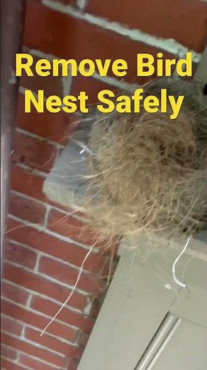 HOW TO Remove 🐤 Bird Nest From High Up Doorway Eve Under Roof - Safe & Legal #short