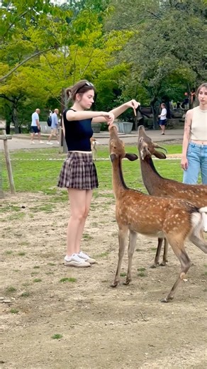 日本の美しさが息づく奈良公園の鹿たち#奈良公園#奈良の鹿#日本の美#日本を感じる#日本の魅力#奈良観光#鹿せんべい#日本旅行#癒し動画#NaraDeerPark