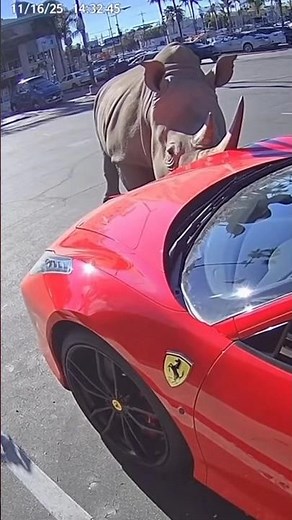 Rhino VS Ferrari – Wild Animal Destruction Caught on Camera!