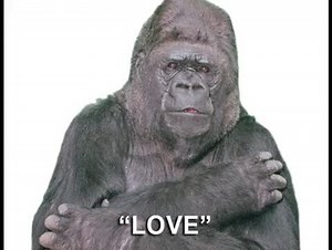 Learn to Sign BABY, DRINK, BIRD, LOVE with Koko the Gorilla