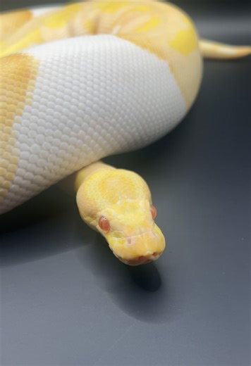 Albino pied 🥎🐍 this girl was off food and only 1192g when she came to me, I got her back on food pretty much straight away and she’s over 2kg now #ballpython #snake #python #fyp #reptile