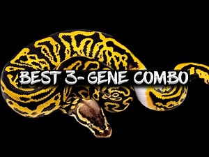 The BEST Three Gene Ball Python Combination!