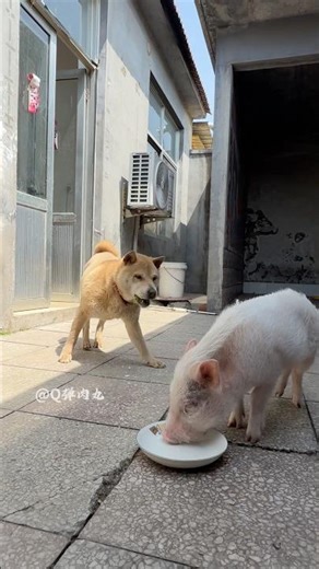 小猪的速度太慢了。