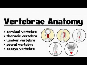 Anatomy of a Typical Vertebra
