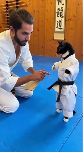 Can a Cat Really Do Karate? Watch This!