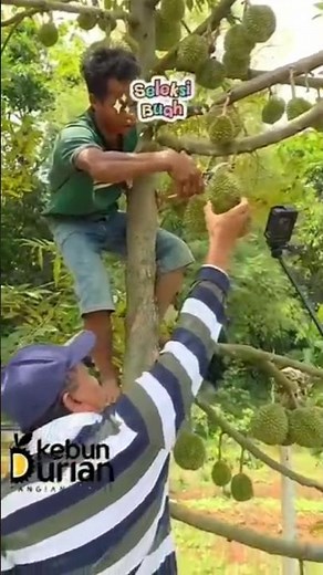 Ensuring the tree only produces high-quality fruit By conserving energy Optimal growth