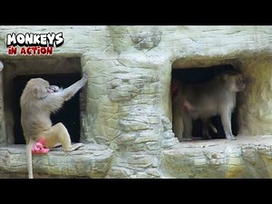 Playful Monkey Moving