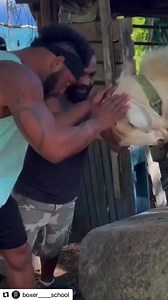 12K views · 93 reactions | Battle of the wills, boxer v goat.  | Murphy's Boxing Gym | Facebook