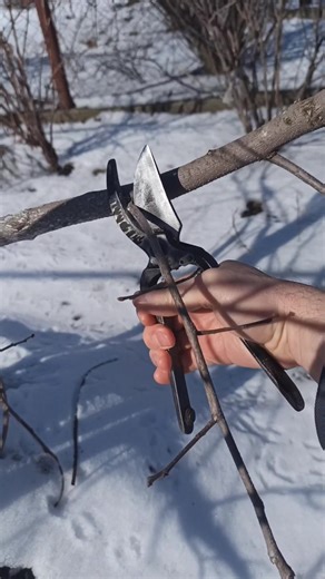 Spring persimmon pruning. Removing weak and unnecessary shoots to improve light, airflow, and future fruiting. No talking — only precise pruning cuts. Proper pruning helps: Increase fruit quality, Reduce overcrowding, Stimulate balanced growth, Ensure stronger harvest. Do you prune your persimmon every spring? Write your variety and tree age below 👇 Follow for real fruit growing and pruning practice!#persimmon #pruning #springpruning #fruittree #orchard #gardening #fruitgrowing | Green Master /