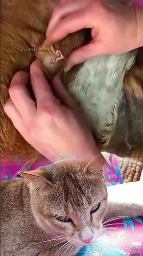Dog cyst removal with proper skin treatment for a healthier recovery