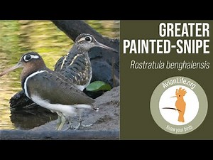 Greater Painted-Snipe - Rostratula benghalensis