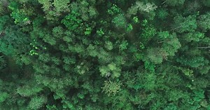 Aerial Shot of a Tropical Rain Forest. Top View of Green Trees From Drone. Aerial Drone View of