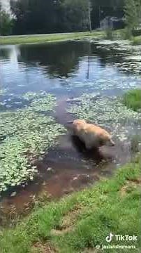 Dog dry heaving in pond TikTok