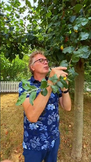 Blätter kräuseln am Apfelbaum