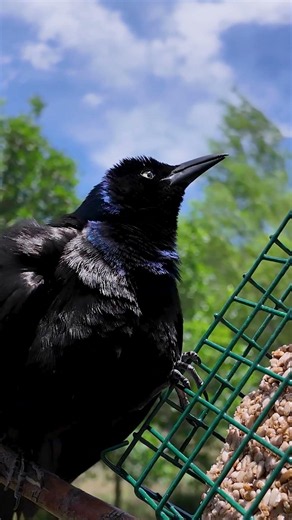 Grackle Dominance Display #birdwatcher #birdwatching #backyardgeographic #grackle #birdwatcher