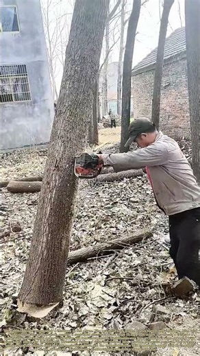 Felling with Force: The Precision and Power of a Modern Chainsaw