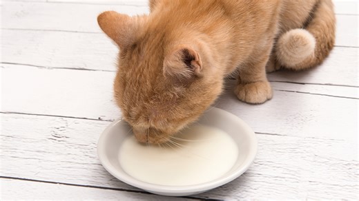 New bird flu warning for pet owners