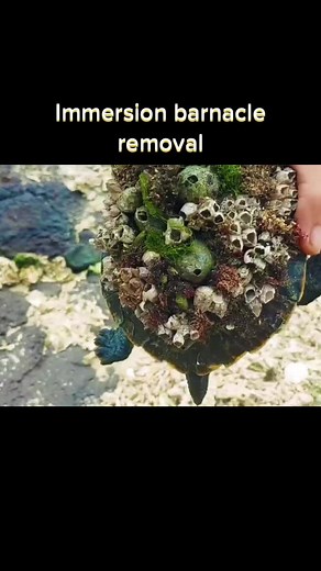 Immersion barnacle removal #fyp #foryou #decompress #immersion #relaxing #ocd #barnacle