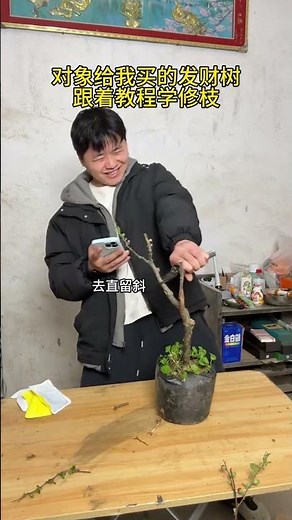 My subject bought a money tree and followed the tutorial to learn how to prune and prune bonsai.