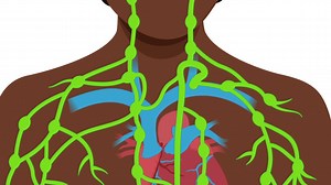 1.3K views · 27 reactions | The Lymphatic System is a network of very...