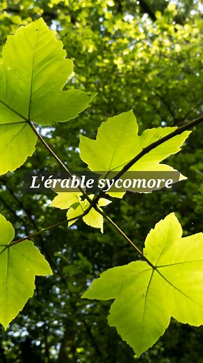 Hocine Samir on Instagram: "L'érable sycomore (Acer pseudoplatanus), comme tous les érables, contient une sève sucrée ! Cependant, la teneur en sucre des autres érables que l'érable canadien est beaucoup moins forte ; il faut donc prélever bien plus de sève pour en faire un sirop. Pour ce faire, il suffit d'extraire la sève et de la faire chauffer à feu doux jusqu'à ce que l'eau s'évapore et que le mélange prenne une couleur brune et une texture sirupeuse. On a ainsi notre sirop d'érable ! #siro